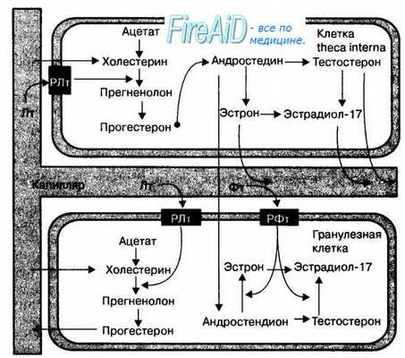 Овариальный цикл. Оогенез. Фазы цикла. Фолликулярная фаза овуляторного цикла. Функция фоллитропина. Фолликул.