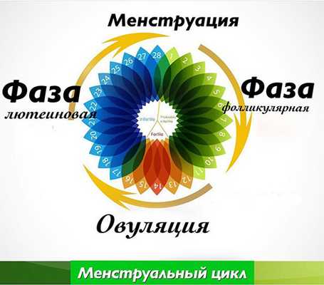 Фазы менструации и влияние на них гормонов
