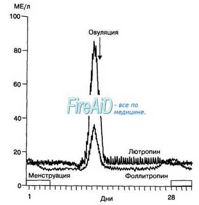 Овариальный цикл. Оогенез. Фазы цикла. Фолликулярная фаза овуляторного цикла. Функция фоллитропина. Фолликул.