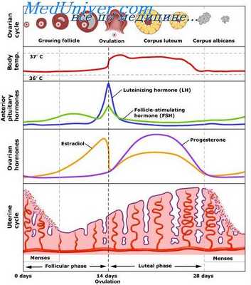 овариальный цикл