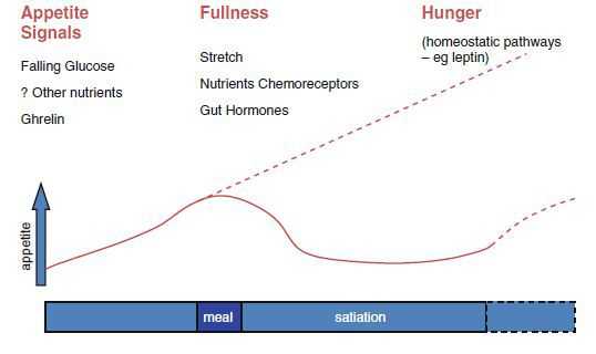Отключение чувства голода при насыщении и его усиление при переедании