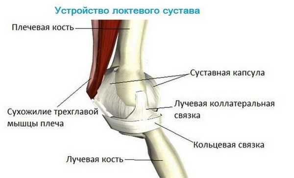 Устройство локтевого суства