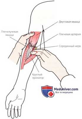Пальпация локтевого сустава спереди