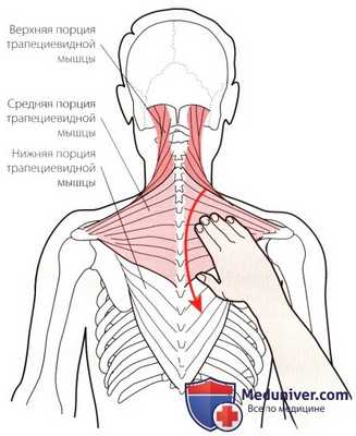 Пальпация мышц, связок шейного и грудного отделов позвоночника сзади