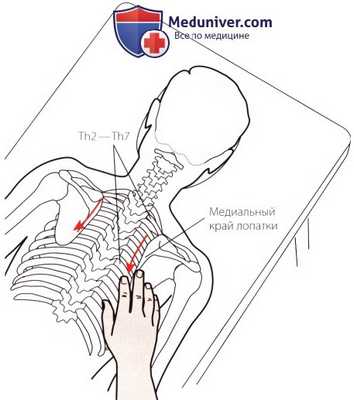 Пальпация костных структур шейного и грудного отделов позвоночника сзади