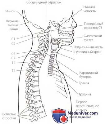 Осмотр шейного и грудного отделов позвоночника