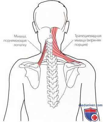 Пальпация мышц, связок шейного и грудного отделов позвоночника сзади