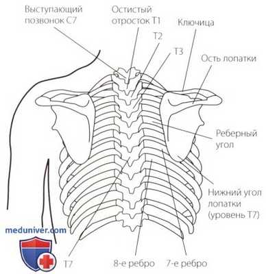 Осмотр шейного и грудного отделов позвоночника