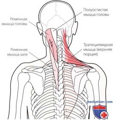 Пальпация мышц, связок шейного и грудного отделов позвоночника сзади
