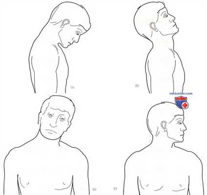 Исследование активных, пассивных движений шейного и грудного отделов позвоночника