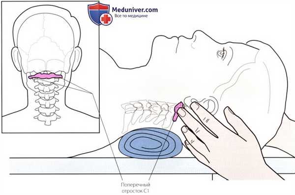 Пальпация костных структур шейного и грудного отделов позвоночника сзади