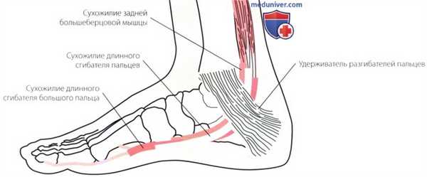 Пальпация голеностопного сустава и стопы с внутренней стороны (медиальной)