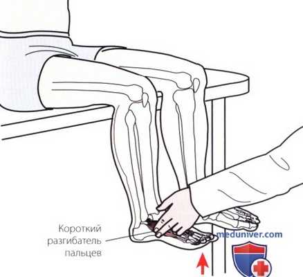 Пальпация голеностопного сустава и стопы с тыльной стороны