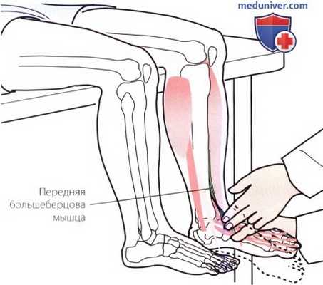Пальпация голеностопного сустава и стопы с тыльной стороны