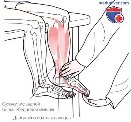 Пальпация голеностопного сустава и стопы с внутренней стороны (медиальной)