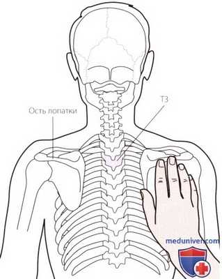 Пальпация плечевого сустава сзади