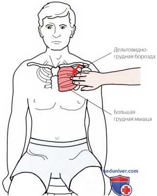 Пальпация плечевого сустава спереди
