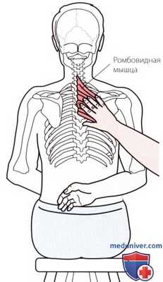 Пальпация плечевого сустава сзади