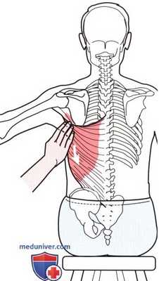 Пальпация плечевого сустава сзади