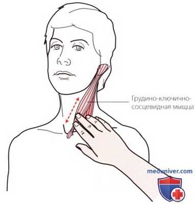 Пальпация плечевого сустава спереди