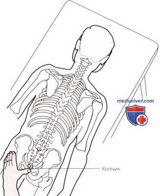 Пальпация костей пояснично-крестцового отдела позвоночника сзади