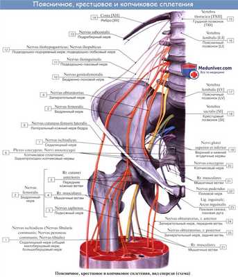 Анатомия: Пояснично-крестцовое сплетение, plexus lumbosacralis. Поясничное сплетение, plexus lumbalis. Ветви поясничного сплетения
