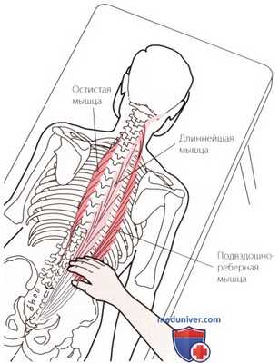 Пальпация костей пояснично-крестцового отдела позвоночника сзади