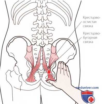 Пальпация костей пояснично-крестцового отдела позвоночника сзади