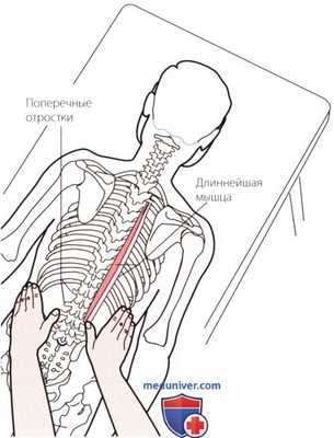 Пальпация костей пояснично-крестцового отдела позвоночника сзади