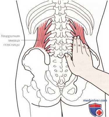 Пальпация костей пояснично-крестцового отдела позвоночника сзади