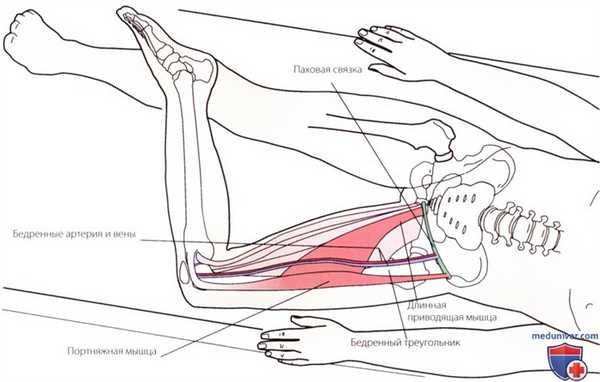 Пальпация тазобедренного сустава спереди