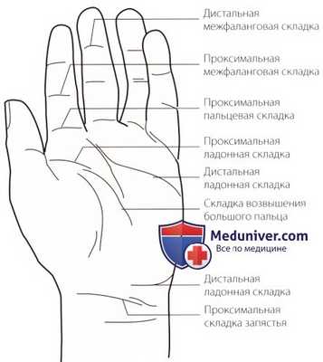 Пальпация запястья и кисти спереди (ладони)