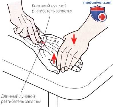 Пальпация запястья и кисти сзади (тыла)