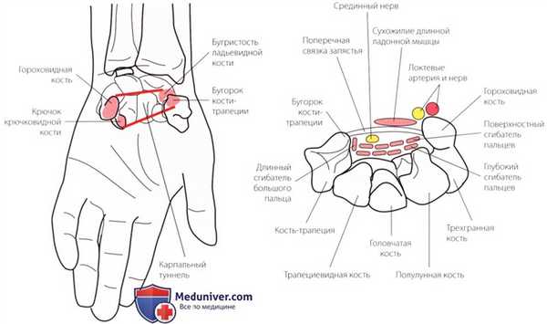 Пальпация запястья и кисти спереди (ладони)