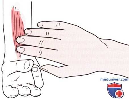 Пальпация запястья и кисти спереди (ладони)