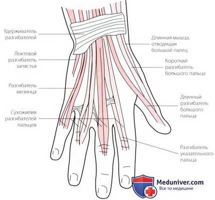 Пальпация запястья и кисти сзади (тыла)