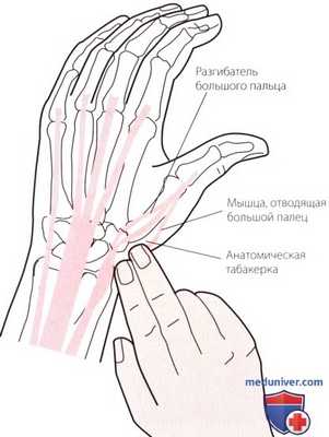 Пальпация запястья и кисти с латеральной (лучевой) стороны