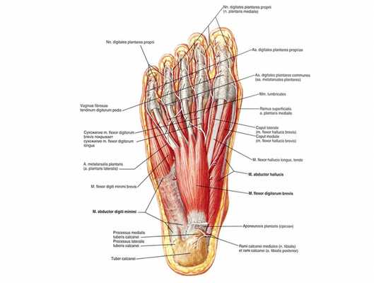 анатомия ступни