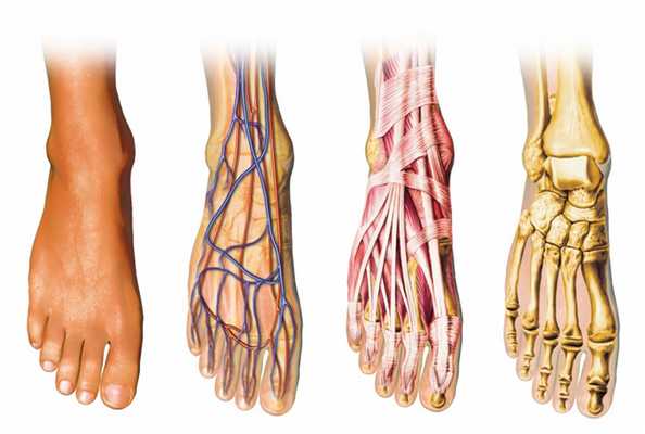 стопа анатомия