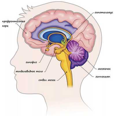 Строение мозга