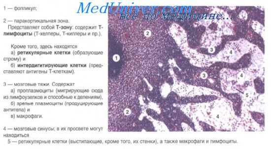 лимфатические узлы