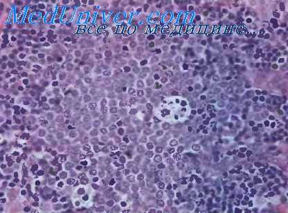 паракортикальная зона