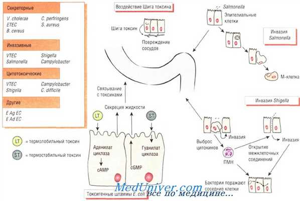 Патогенез бактериальной диареи