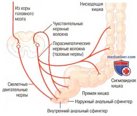 Акт дефекации. Регуляция акта дефекации