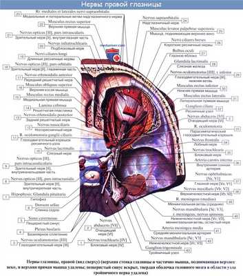 Анатомия: Иннервация глаза. Иннервация глазного яблока