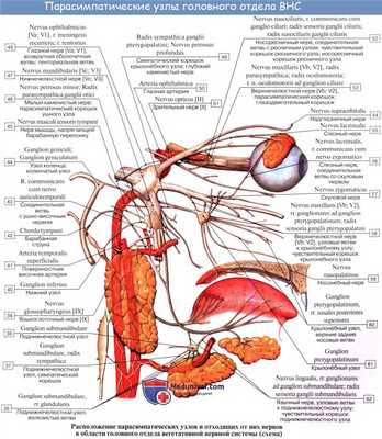 Анатомия: Иннервация глаза. Иннервация глазного яблока