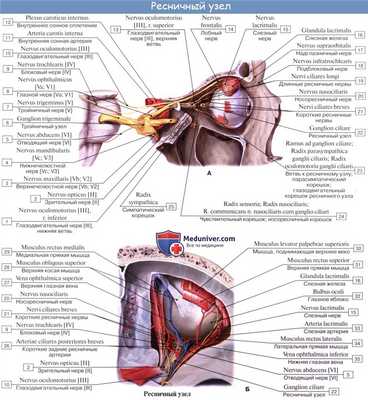 Анатомия: Иннервация глаза. Иннервация глазного яблока