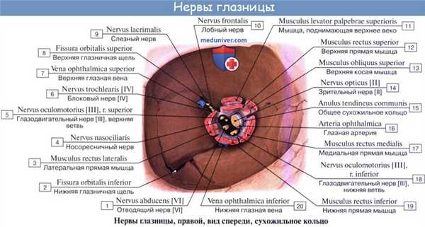 Анатомия: Иннервация глаза. Иннервация глазного яблока