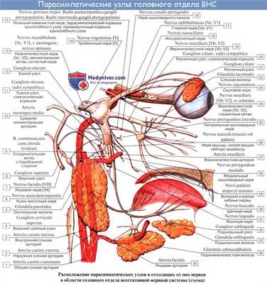 Анатомия: Иннервация глаза. Иннервация глазного яблока