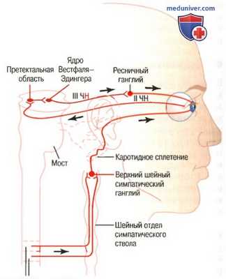 Регуляция диаметра зрачка. Реакции зрачка на свет